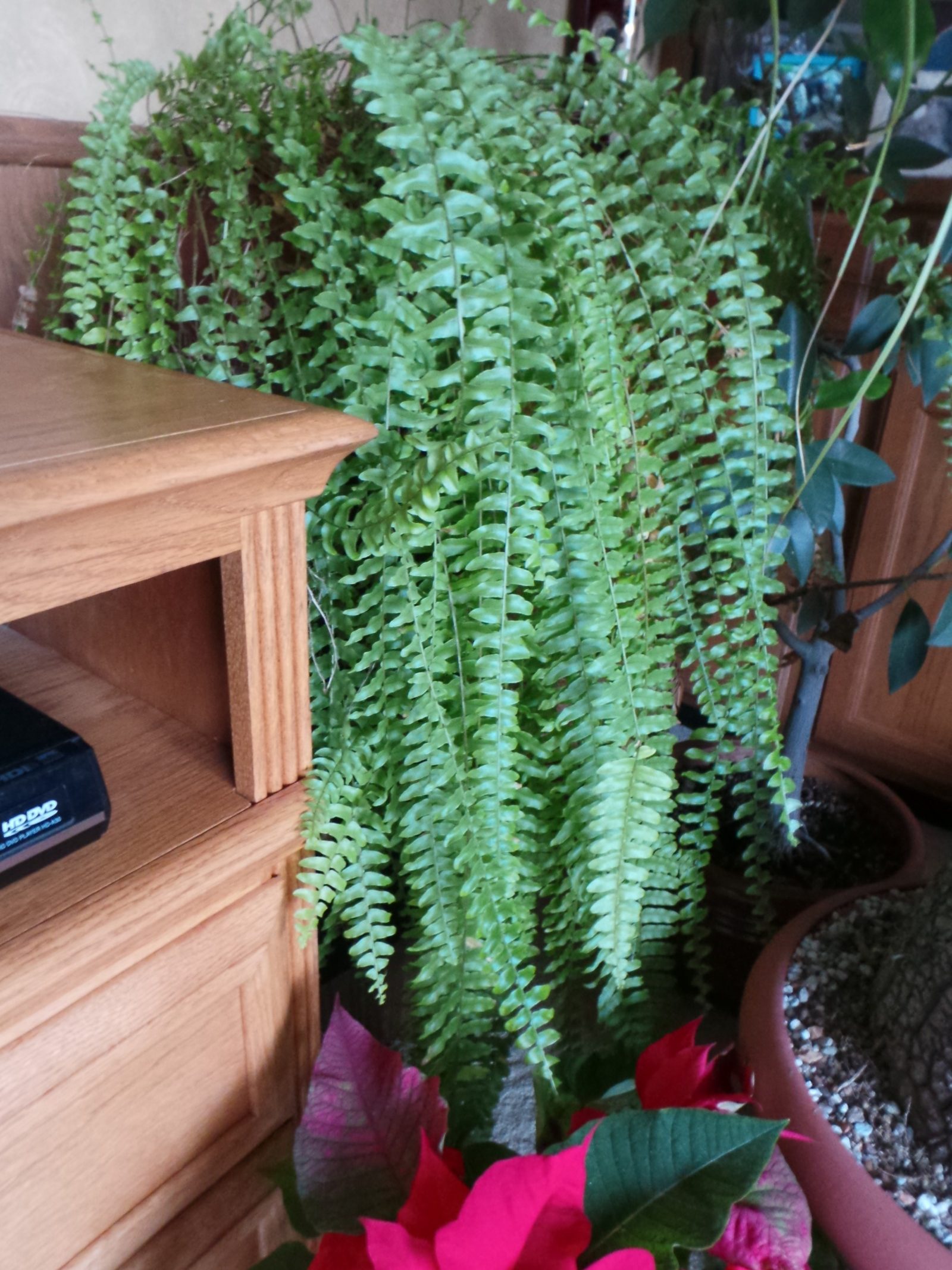 Boston Fern, Nephrolepis exaltata