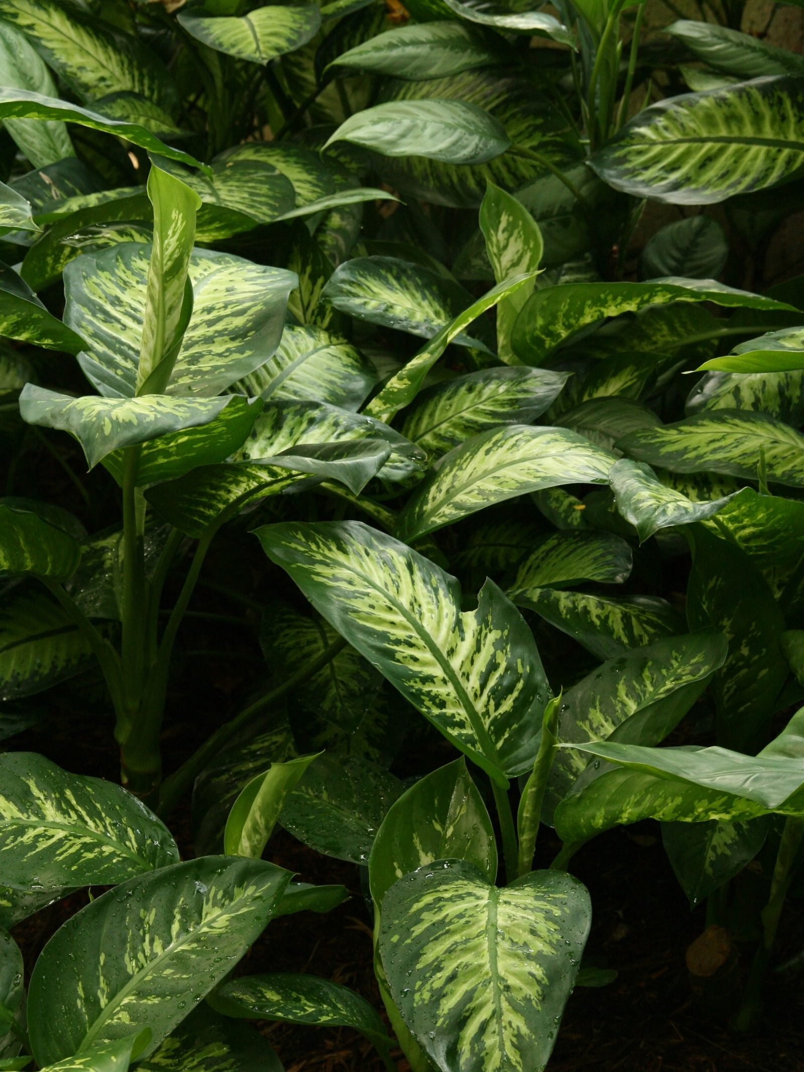 Dieffenbachia seguine 'Tropic Snow'