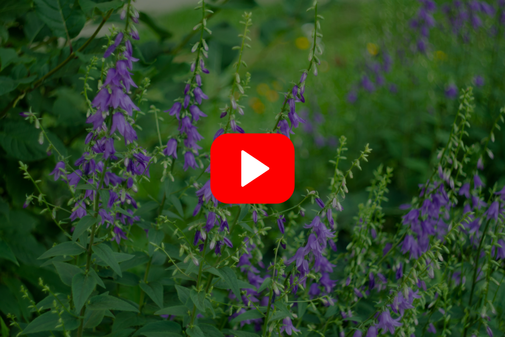 ▶ Watch: Biology and Management of Canada Thistle, Bishop’s Goutweed, and Creeping Bellflower