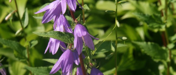 ▶ Watch: Biology and Management of Canada Thistle, Bishop’s Goutweed, and Creeping Bellflower