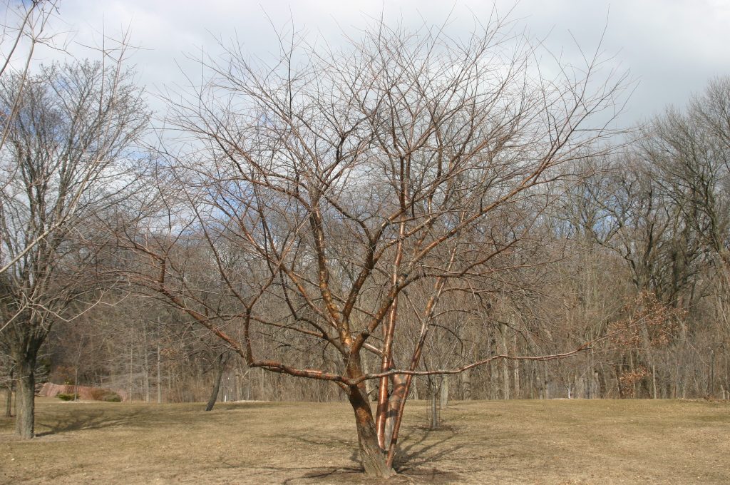 Prunus maackii without leaves in winter