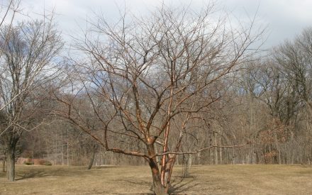 Prunus maackii without leaves in winter