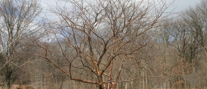 Pruning Deciduous Trees