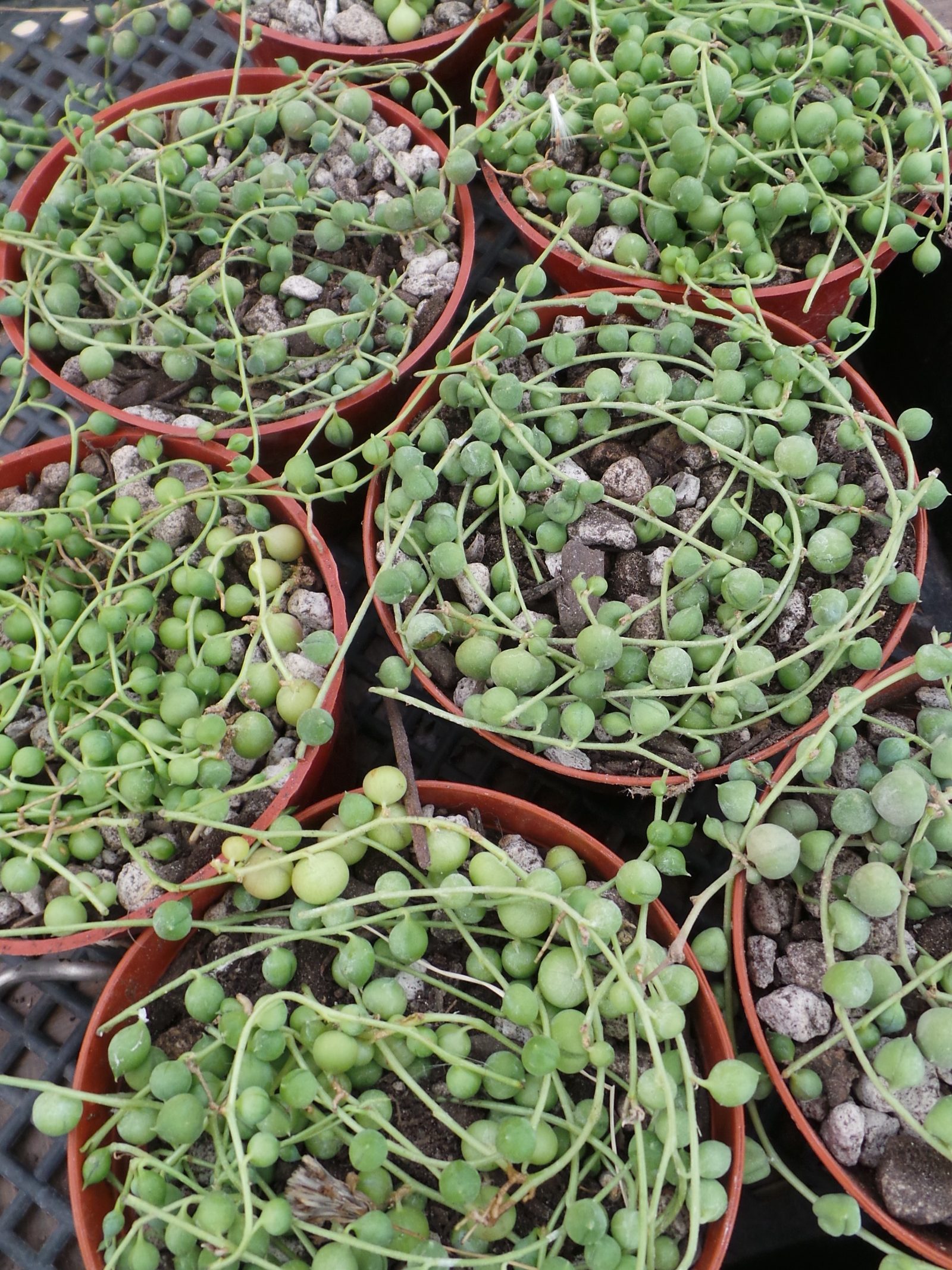 String-of-Pearls, Senecio rowleyanus