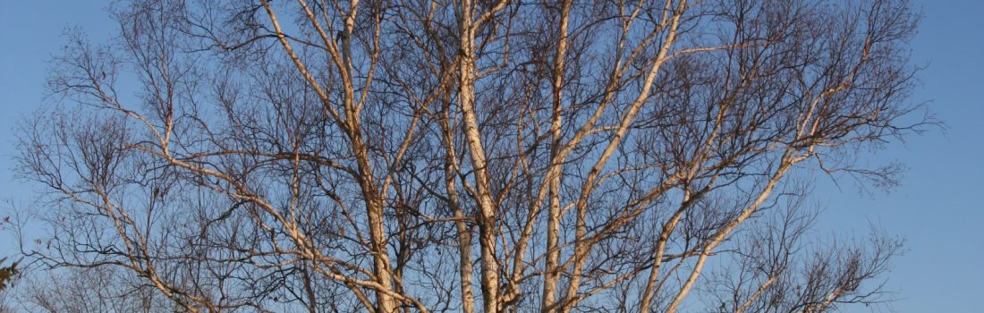 Paper birch, Betula papyrifer, in winter