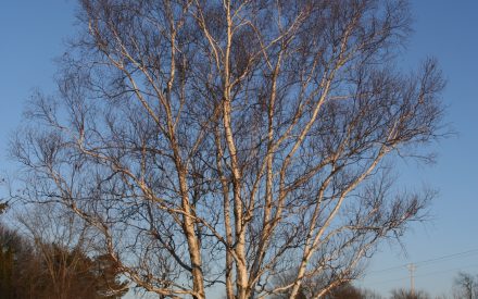 Analysis of Dormant Shade Trees