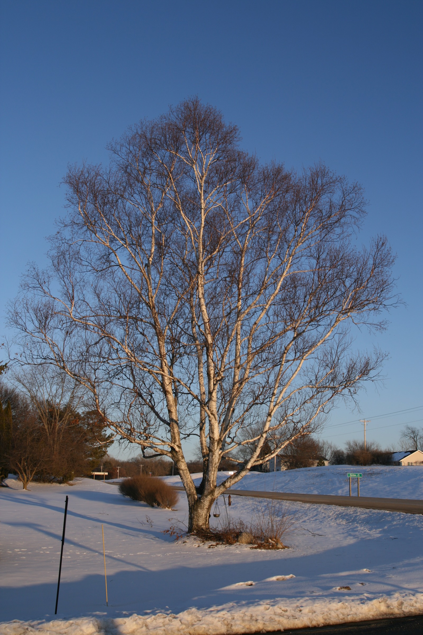 Paper birch, Betula papyrifer, in winter