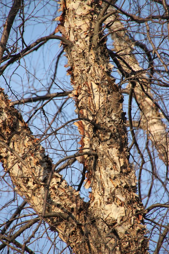 Detailed image of river birch, Betula nigra, in winter