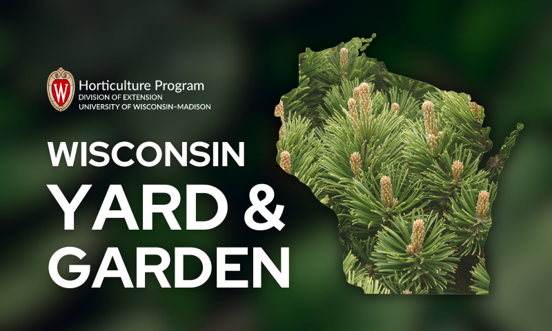 Pine Trees 101 – Wisconsin Horticulture