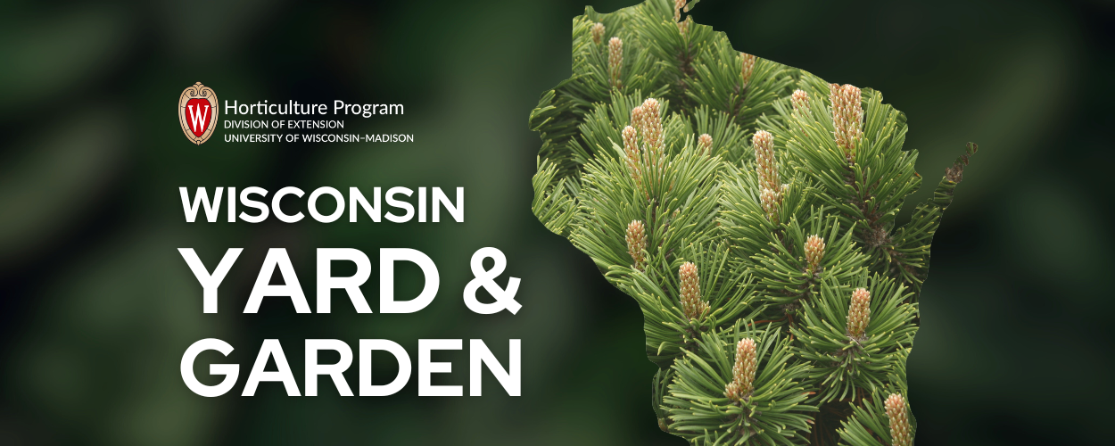 Pine Trees 101 – Wisconsin Horticulture