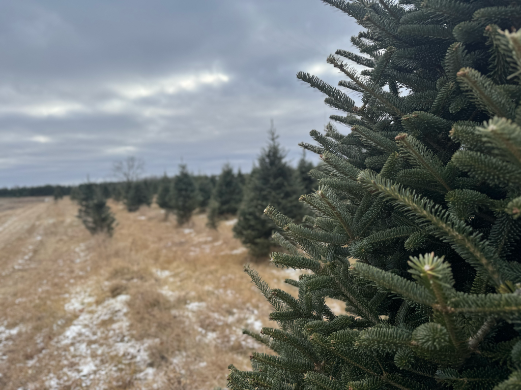 Choosing the Right Christmas Tree