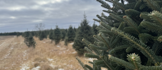 Choosing the Right Christmas Tree