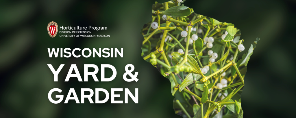 Wisconsin Yard & Garden: Mysterious Mistletoe