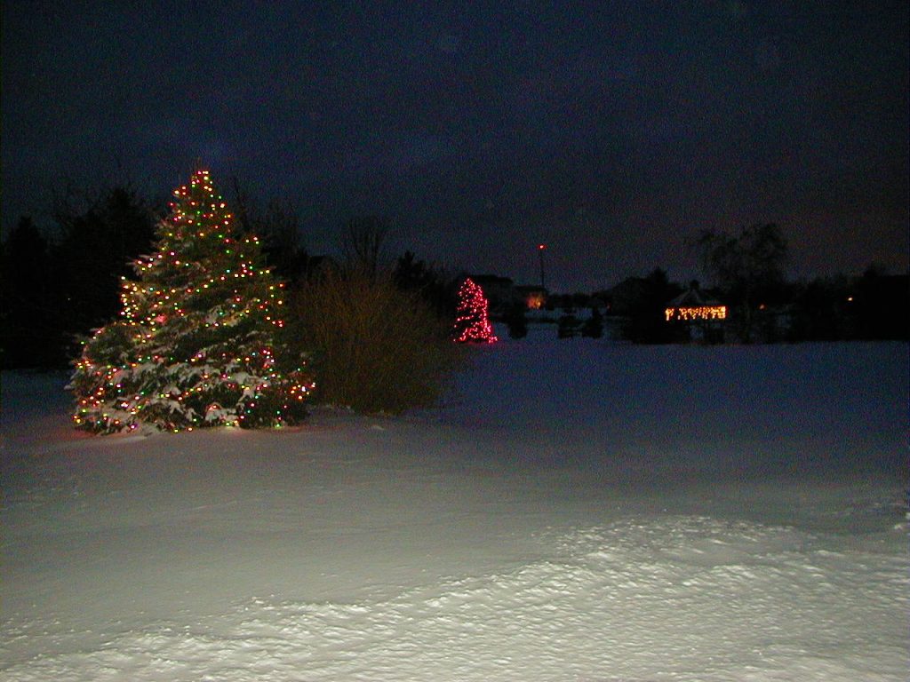 Choosing the Right Christmas Tree
