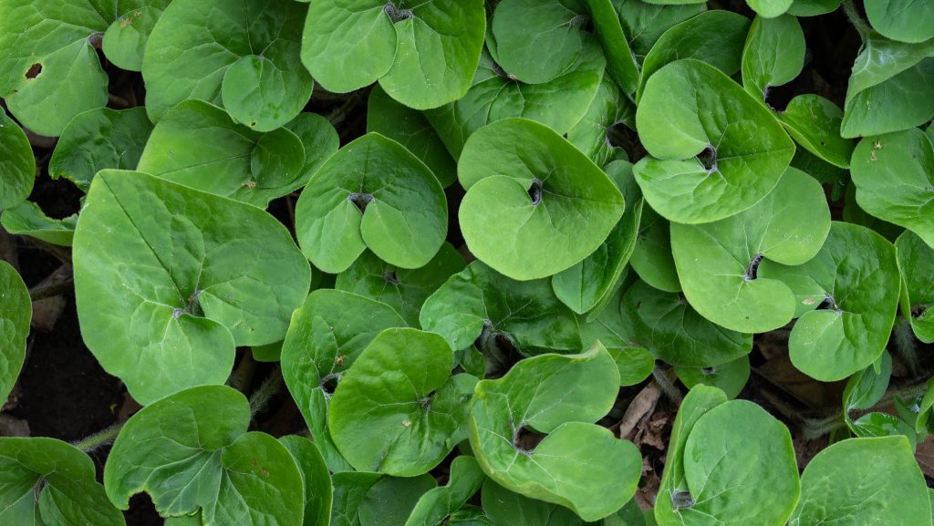 Wild ginger leaves