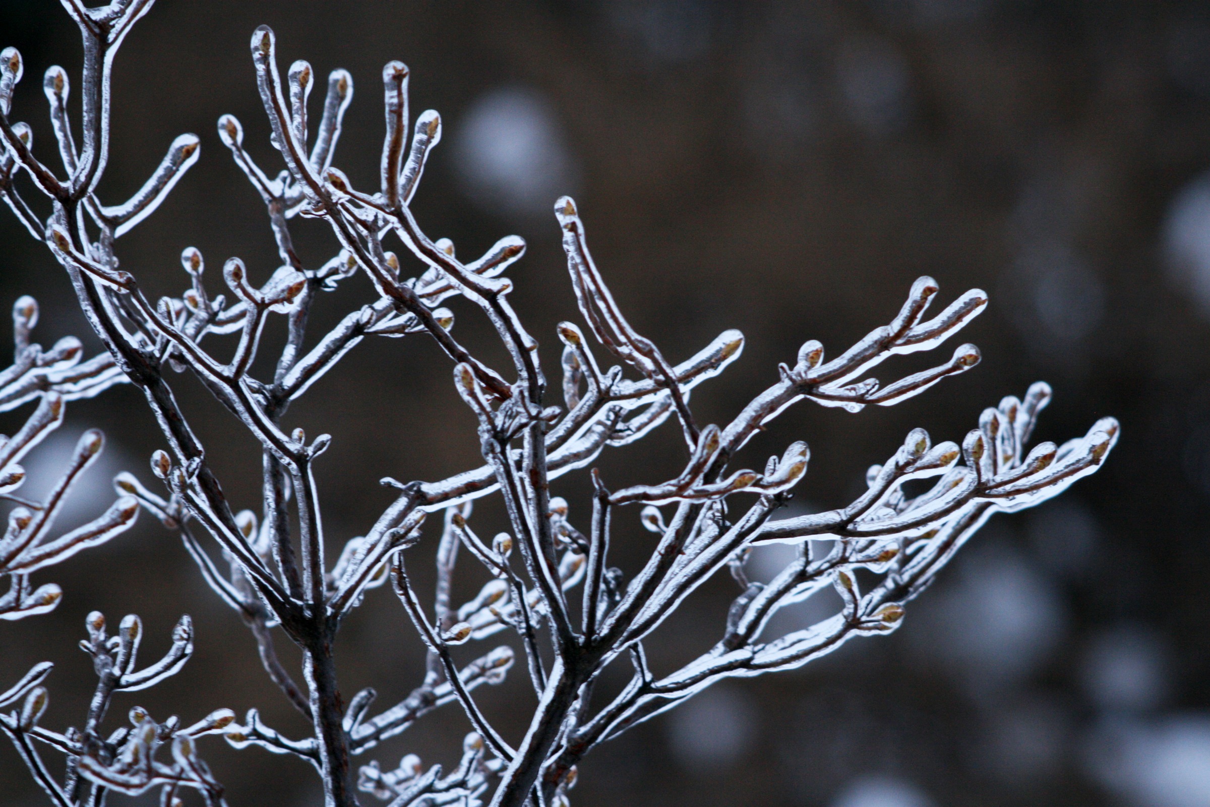 A layer of ice encasing buds on a tree branch
