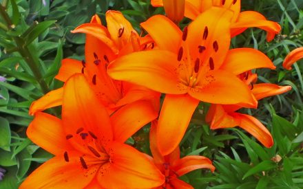 Bright orange Asiatic lilies