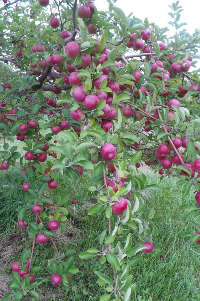 Many ripe apples on a branch