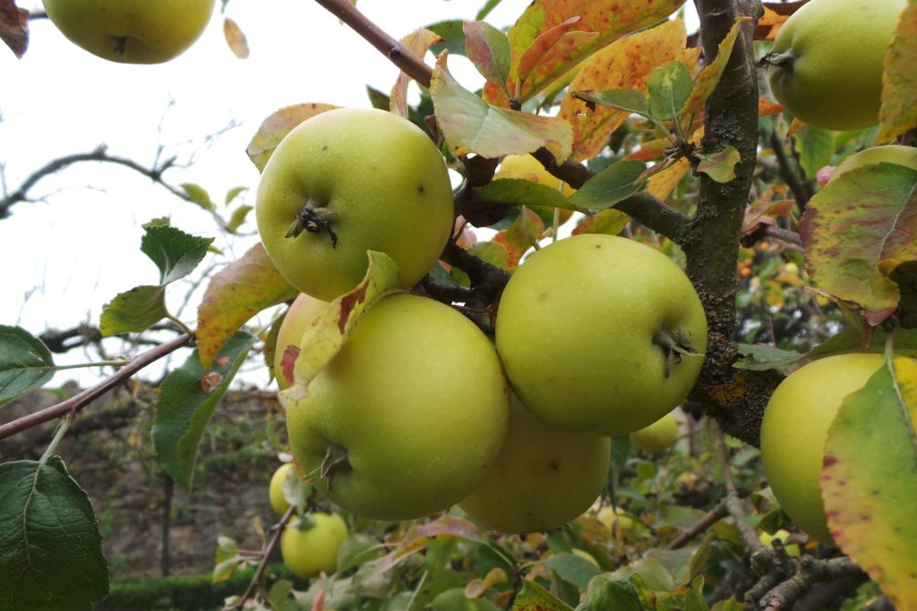 Large, green apples ripening on a branch