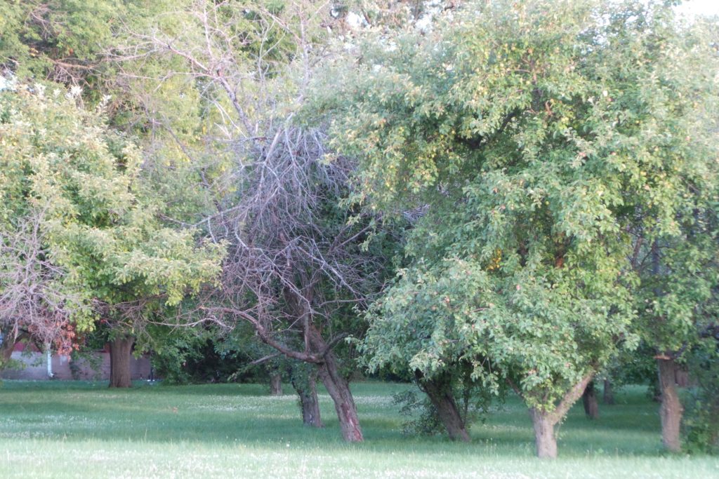 A grove of apple trees with noticeable dead branches throughout