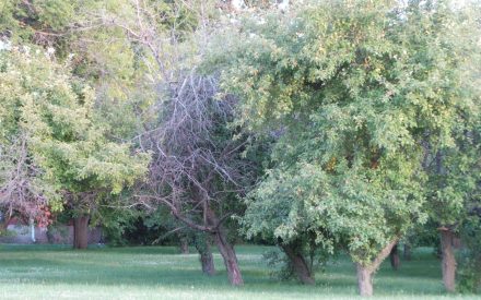 A grove of apple trees with noticeable dead branches throughout