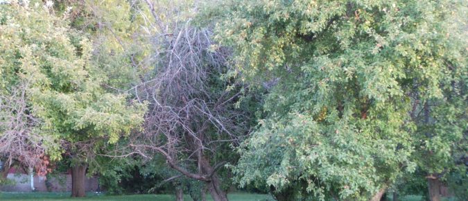 ▶ Watch: Rejuvenating Old Apple Trees