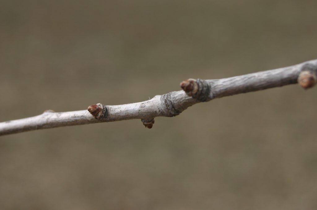 Pruning Deciduous Shrubs