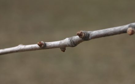 A close-up image of a Ginko branch with small buds