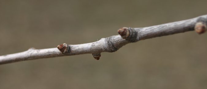 Pruning Deciduous Shrubs