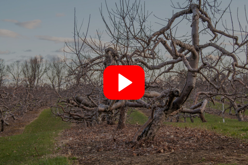 ▶ Watch: Rejuvenating Old Apple Trees