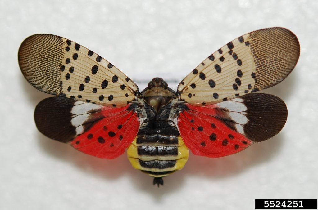 Adult spotted lanternfly with wings spread showing the distinctive coloration of the hindwings and abdomen. Photo credit: Lawrence Barringer, Pennsylvania Department of Agriculture, Bugwood.org