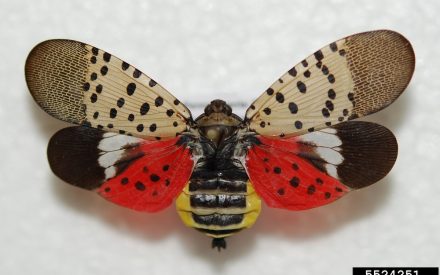 Adult spotted lanternfly with wings spread showing the distinctive coloration of the hindwings and abdomen. Photo credit: Lawrence Barringer, Pennsylvania Department of Agriculture, Bugwood.org