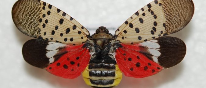 Spotted Lanternfly
