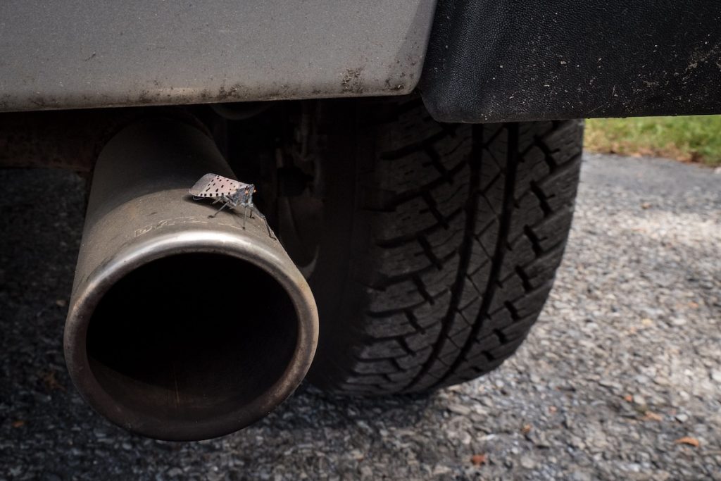 A spotted lanternfly adult on a vehicle. Natural dispersal of SLF is limited, but hamns can play a key role in the movement of this species—especially if egg masses are on vehicles or other items that are transported. Photo credit: USDA.
