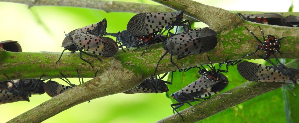 Spotted lanternfly adults and mature nymphs on a plant. Photo credit: Richard Gardner, Bugwood.org