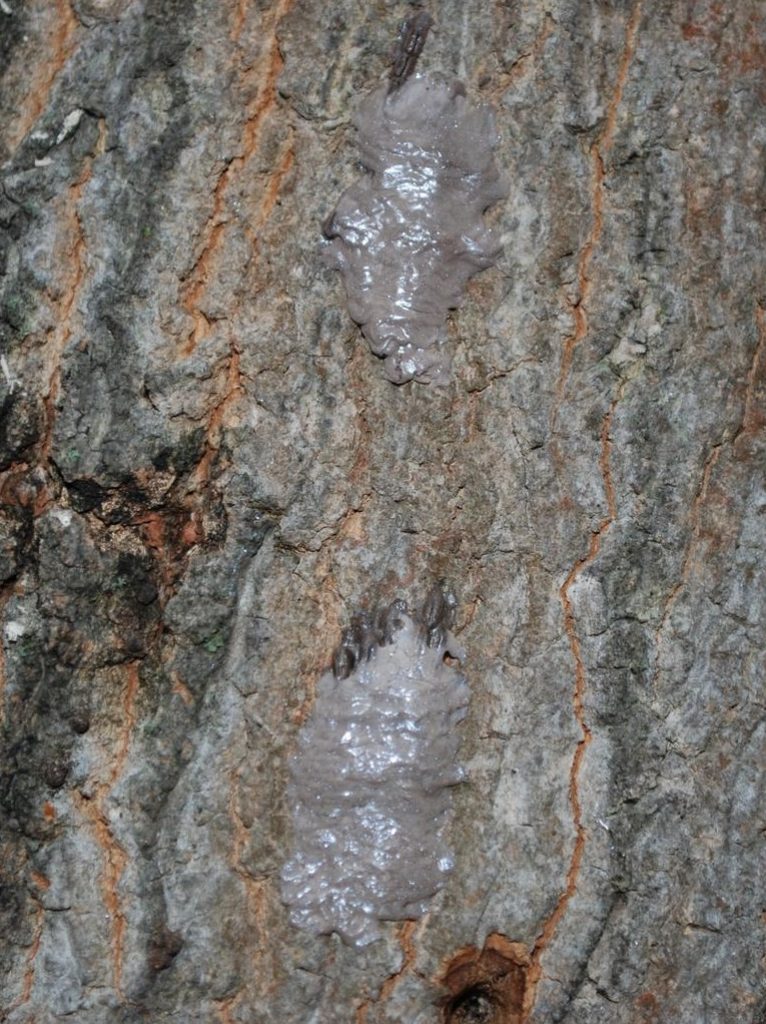 Fresh spotted lanternfly eggs are covered with a glossy, grey, putty-like substance and can be easily overlooked. Photo credit: Pennsylvania Department of Agriculture , Bugwood.org.