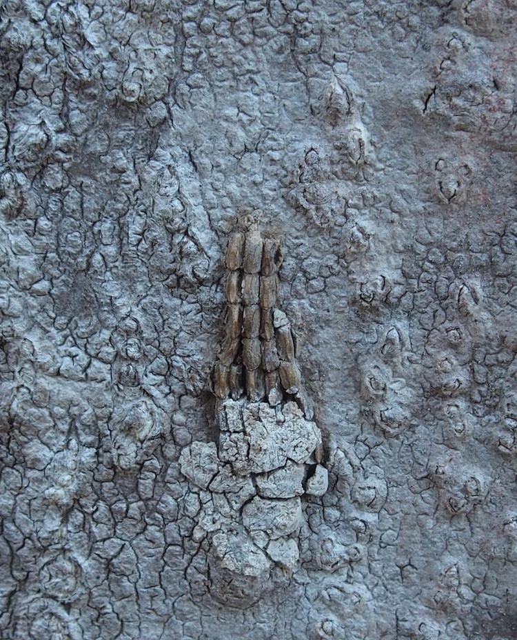 Over time, the putty-like coating wears away, exposing the brownish eggs of spotted lanternfly. Photo credit: Emelie Swackhamer, Penn State University, Bugwood.org.