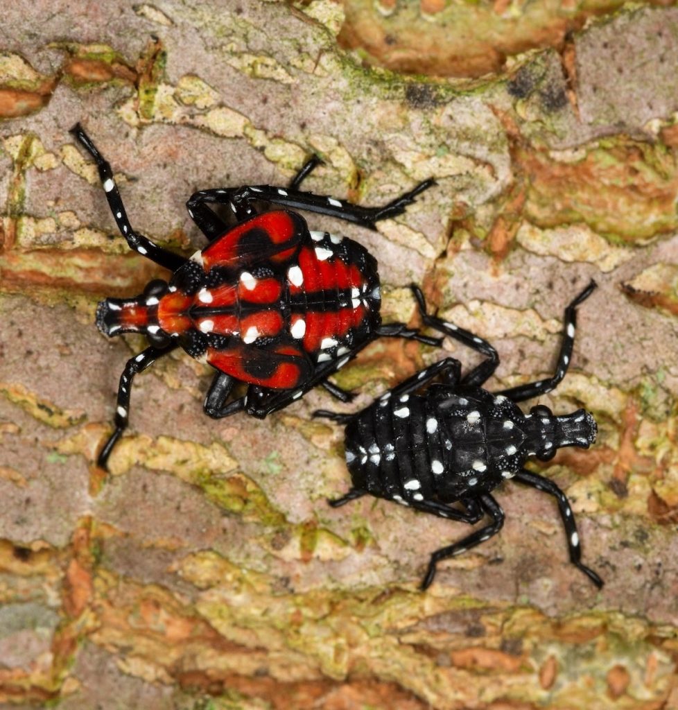 Spotted lanternfly nymphs. A reddish, mature nymph is on the left, while younger nymphs are black with white spots. Photo credit: USDA.