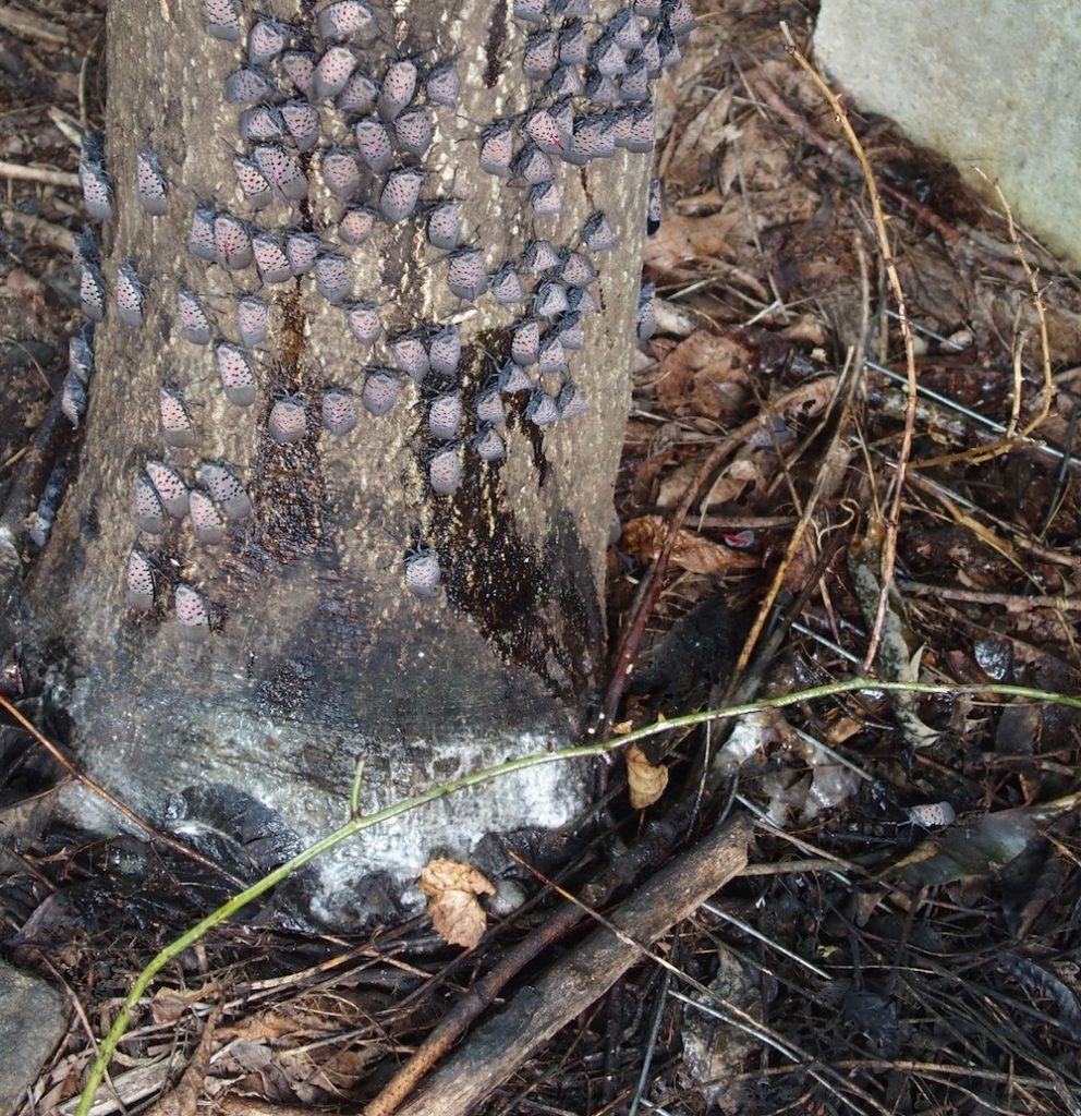Spotted lanternfly uses needle-like mouthparts to feed and can leabve oozing wounds on plants. In addition, SLF excretes sugary honeydew, which drips down and can lead to the growth of black sooty mold and other microbes as shown in this photo. Photo credit: Emelie Swackhamer, Penn State University, Bugwood.org.
