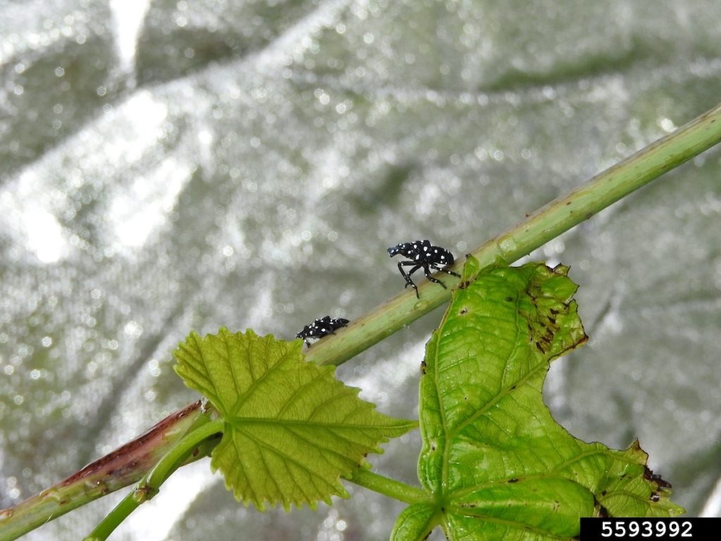 Young spotted lanternfly nymphs on a tender grape vine. Photo credit: Richard Gardner, Bugwood.org.