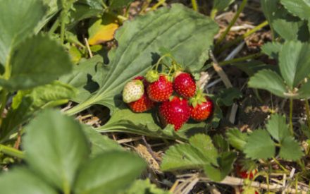Ripening strawberries