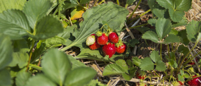 Diagnosing the Nutritional Status of Fruit Crops
