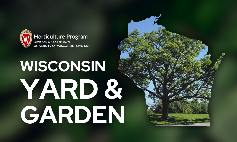 Tree Problems Often Are Preventable – Wisconsin Horticulture
