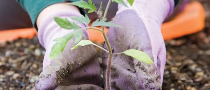 Lead in Home Garden Soil