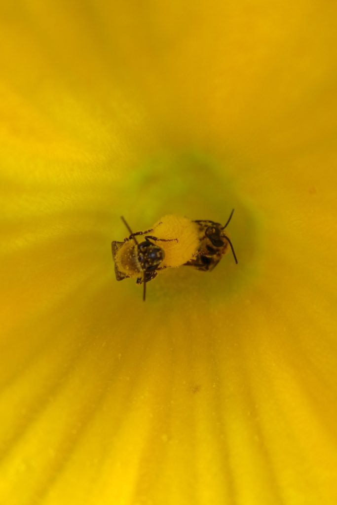 Two squash bees gathering nectar