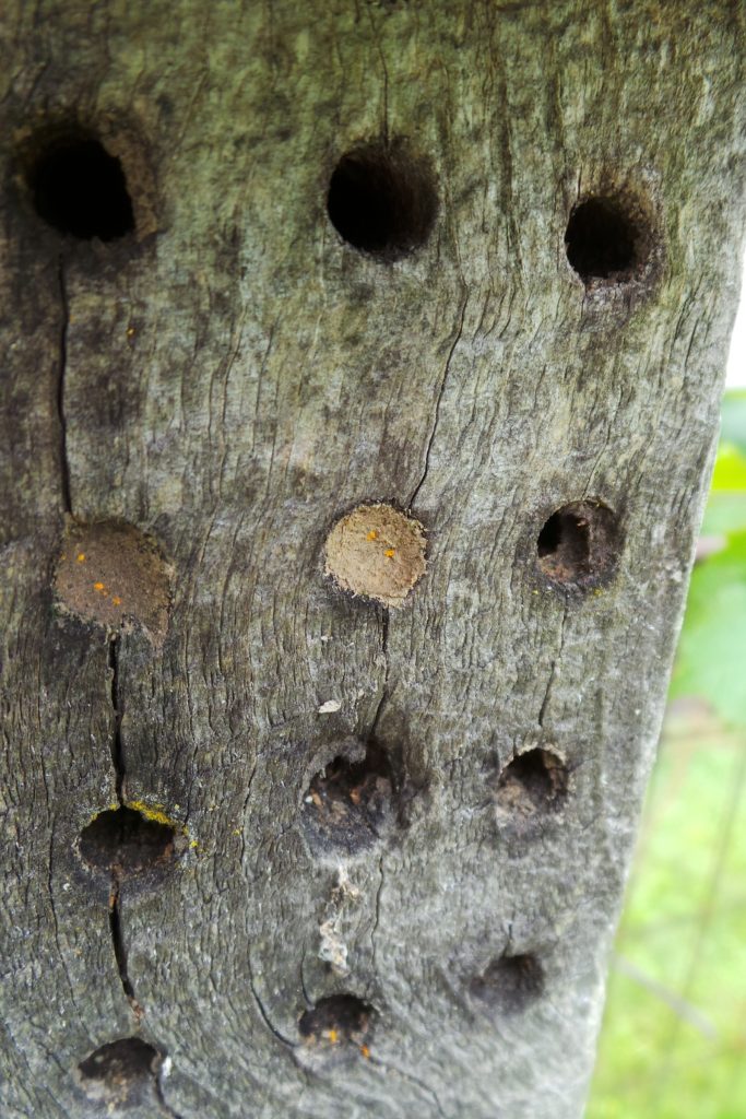 Mason bees use mud to partition their nests