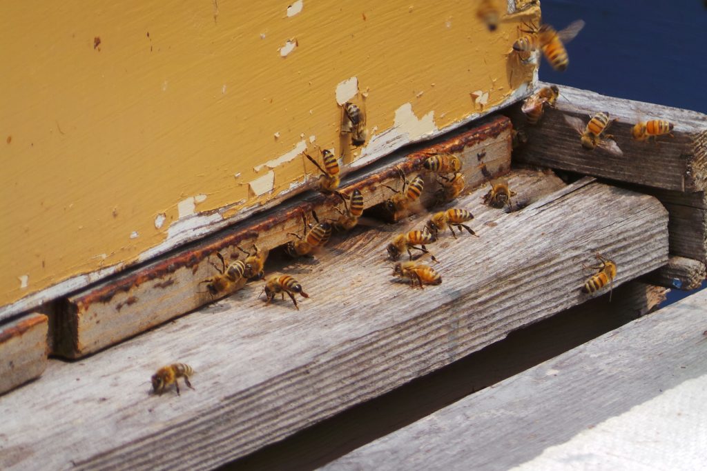 Honeybees at the entrance of a hive