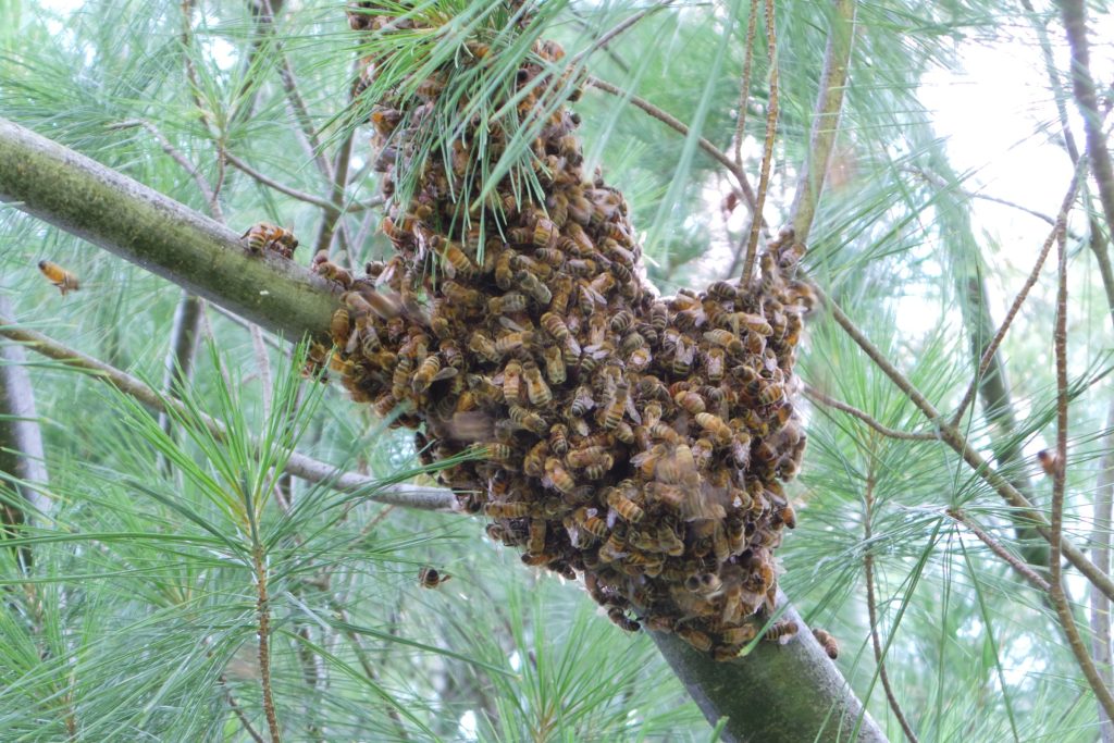 Swarm of honey bees in tree