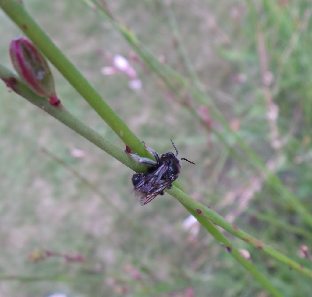 Mining bee