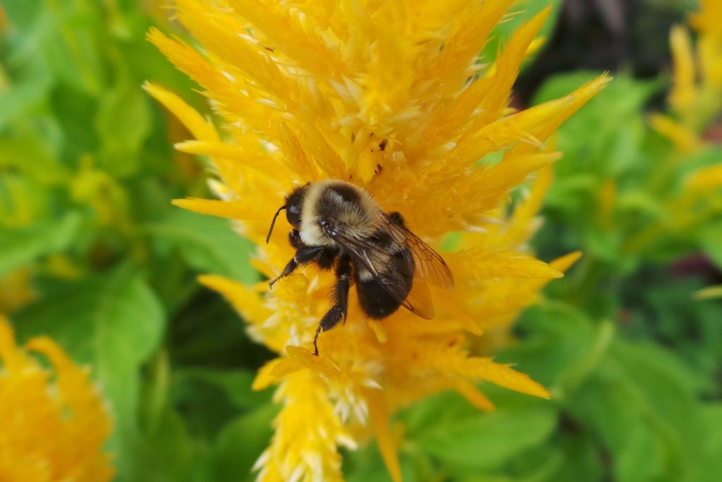 Bumble bee on yellow ornamental flower